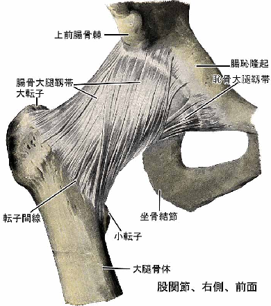 股関節靭帯